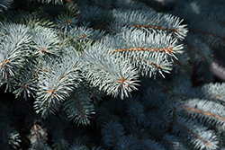 Baby Blue Blue Spruce (Picea pungens 'Baby Blue') at Marlin Orchards & Garden Centre