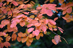 Autumn Brilliance Serviceberry (Amelanchier x grandiflora 'Autumn Brilliance') at Marlin Orchards & Garden Centre