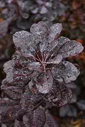 Winecraft Black Smokebush (Cotinus coggygria 'NCCO1') at Marlin Orchards & Garden Centre