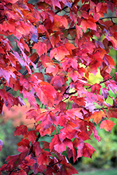 Red Maple (Acer rubrum) at Marlin Orchards & Garden Centre