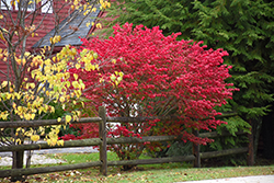 Compact Winged Burning Bush (Euonymus alatus 'Compactus') at Marlin Orchards & Garden Centre