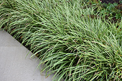Ice Dance Sedge (Carex morrowii 'Ice Dance') at Marlin Orchards & Garden Centre