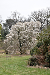 Merrill Magnolia (Magnolia x loebneri 'Merrill') at Marlin Orchards & Garden Centre