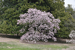 Leonard Messel Magnolia (Magnolia x loebneri 'Leonard Messel') at Marlin Orchards & Garden Centre
