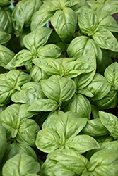 Sweet Basil (Ocimum basilicum) at Marlin Orchards & Garden Centre