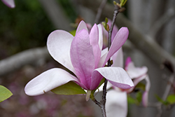 Jane Magnolia (Magnolia 'Jane') at Marlin Orchards & Garden Centre