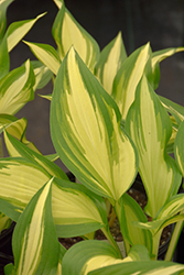 Cool As A Cucumber Hosta (Hosta 'Cool As A Cucumber') at Marlin Orchards & Garden Centre