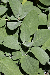 Common Sage (Salvia officinalis) at Marlin Orchards & Garden Centre