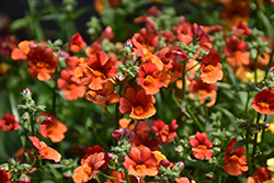 Sunsatia Blood Orange Nemesia (Nemesia 'Sunsatia Blood Orange') at Marlin Orchards & Garden Centre