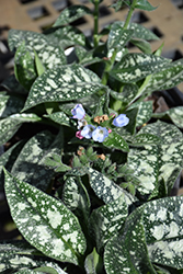 Twinkle Toes Lungwort (Pulmonaria 'Twinkle Toes') at Marlin Orchards & Garden Centre
