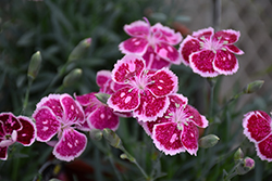 Fire And Ice Pinks (Dianthus 'Fire And Ice') at Marlin Orchards & Garden Centre