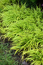 All Gold Hakone Grass (Hakonechloa macra 'All Gold') at Marlin Orchards & Garden Centre
