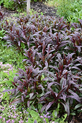 Dark Towers Beard Tongue (Penstemon 'Dark Towers') at Marlin Orchards & Garden Centre