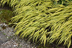 Golden Variegated Hakone Grass (Hakonechloa macra 'Aureola') at Marlin Orchards & Garden Centre