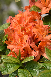 Mandarin Lights Azalea (Rhododendron 'Mandarin Lights') at Marlin Orchards & Garden Centre