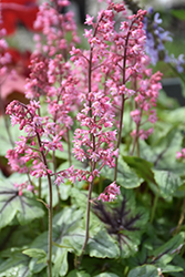 Pink Fizz Foamy Bells (Heucherella 'Pink Fizz') at Marlin Orchards & Garden Centre