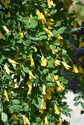 Weeping Peashrub (Caragana arborescens 'Pendula') at Marlin Orchards & Garden Centre