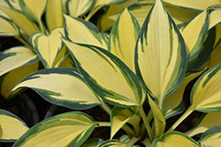 Remember Me Hosta (Hosta 'Remember Me') at Marlin Orchards & Garden Centre