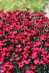 Frosty Fire Pinks (Dianthus 'Frosty Fire') at Marlin Orchards & Garden Centre