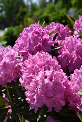 Roseum Pink Rhododendron (Rhododendron catawbiense 'Roseum Pink') at Marlin Orchards & Garden Centre