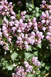 Pink Pewter Spotted Dead Nettle (Lamium maculatum 'Pink Pewter') at Marlin Orchards & Garden Centre