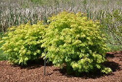 Lemony Lace Elder (Sambucus racemosa 'SMNSRD4') at Marlin Orchards & Garden Centre