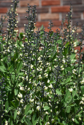 Decadence Vanilla Cream False Indigo (Baptisia 'Vanilla Cream') at Marlin Orchards & Garden Centre