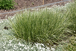 Variegated Reed Grass (Calamagrostis x acutiflora 'Overdam') at Marlin Orchards & Garden Centre
