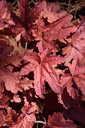 Fun and Games Red Rover Foamy Bells (Heucherella 'Red Rover') at Marlin Orchards & Garden Centre