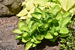 Rainforest Sunrise Hosta (Hosta 'Rainforest Sunrise') at Marlin Orchards & Garden Centre