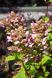 Fire And Ice Hydrangea (Hydrangea paniculata 'Wim's Red') at Marlin Orchards & Garden Centre