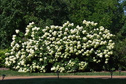 Limelight Hydrangea (Hydrangea paniculata 'Limelight') at Marlin Orchards & Garden Centre