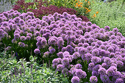 Millenium Ornamental Onion (Allium 'Millenium') at Marlin Orchards & Garden Centre