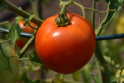 Better Boy Tomato (Solanum lycopersicum 'Better Boy') at Marlin Orchards & Garden Centre