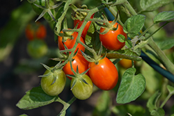 Jolly Girl Tomato (Solanum lycopersicum 'Jolly Girl') at Marlin Orchards & Garden Centre