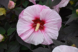 Summerific Perfect Storm Hibiscus (Hibiscus 'Perfect Storm') at Marlin Orchards & Garden Centre