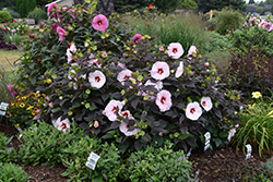 Summerific Perfect Storm Hibiscus (Hibiscus 'Perfect Storm') at Marlin Orchards & Garden Centre