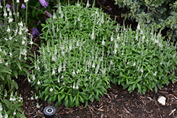 White Wands Speedwell (Veronica 'White Wands') at Marlin Orchards & Garden Centre