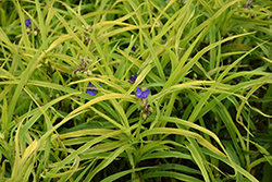 Charlotte's Web Spiderwort (Tradescantia x andersoniana 'Charlotte's Web') at Marlin Orchards & Garden Centre