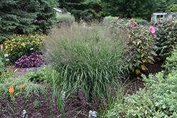Prairie Winds Apache Rose Switch Grass (Panicum virgatum 'Apache Rose') at Marlin Orchards & Garden Centre
