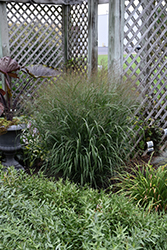 Prairie Winds Apache Rose Switch Grass (Panicum virgatum 'Apache Rose') at Marlin Orchards & Garden Centre