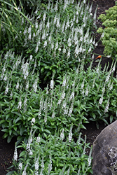White Wands Speedwell (Veronica 'White Wands') at Marlin Orchards & Garden Centre