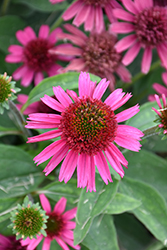Delicious Candy Coneflower (Echinacea 'Delicious Candy') at Marlin Orchards & Garden Centre