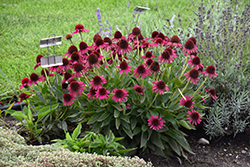 Delicious Candy Coneflower (Echinacea 'Delicious Candy') at Marlin Orchards & Garden Centre