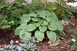 Humpback Whale Hosta (Hosta 'Humpback Whale') at Marlin Orchards & Garden Centre