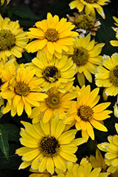 Tuscan Gold False Sunflower (Heliopsis helianthoides 'Inhelsodor') at Marlin Orchards & Garden Centre