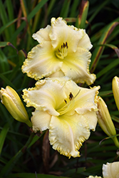 Marquee Moon Daylily (Hemerocallis 'Marquee Moon') at Marlin Orchards & Garden Centre
