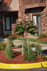 Quick Fire Hydrangea (tree form) (Hydrangea paniculata 'Bulk') at Marlin Orchards & Garden Centre