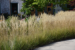 Karl Foerster Reed Grass (Calamagrostis x acutiflora 'Karl Foerster') at Marlin Orchards & Garden Centre