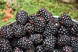 Triple Crown Blackberry (Rubus 'Triple Crown') at Marlin Orchards & Garden Centre